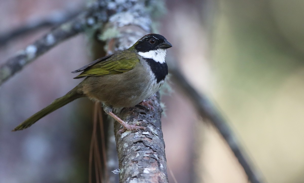 Collared Towhee - ML309871481