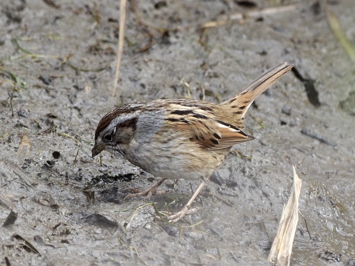 Swamp Sparrow - ML309872081