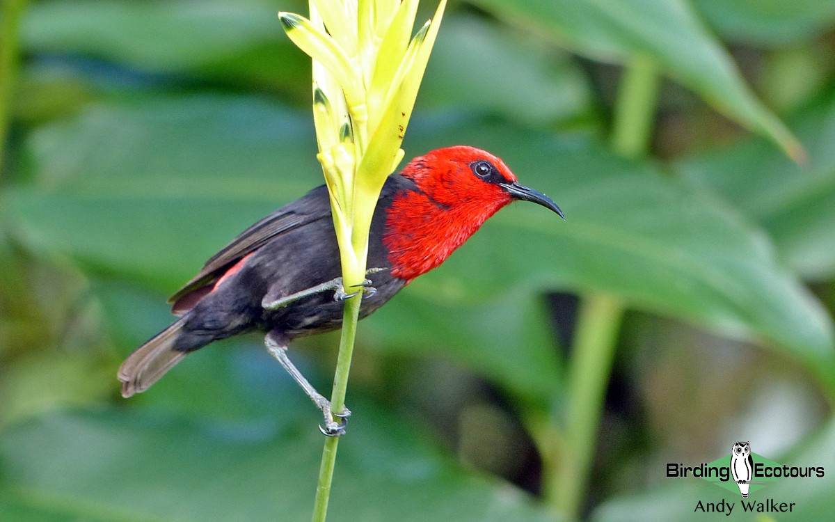 Samoan Myzomela - Andy Walker - Birding Ecotours