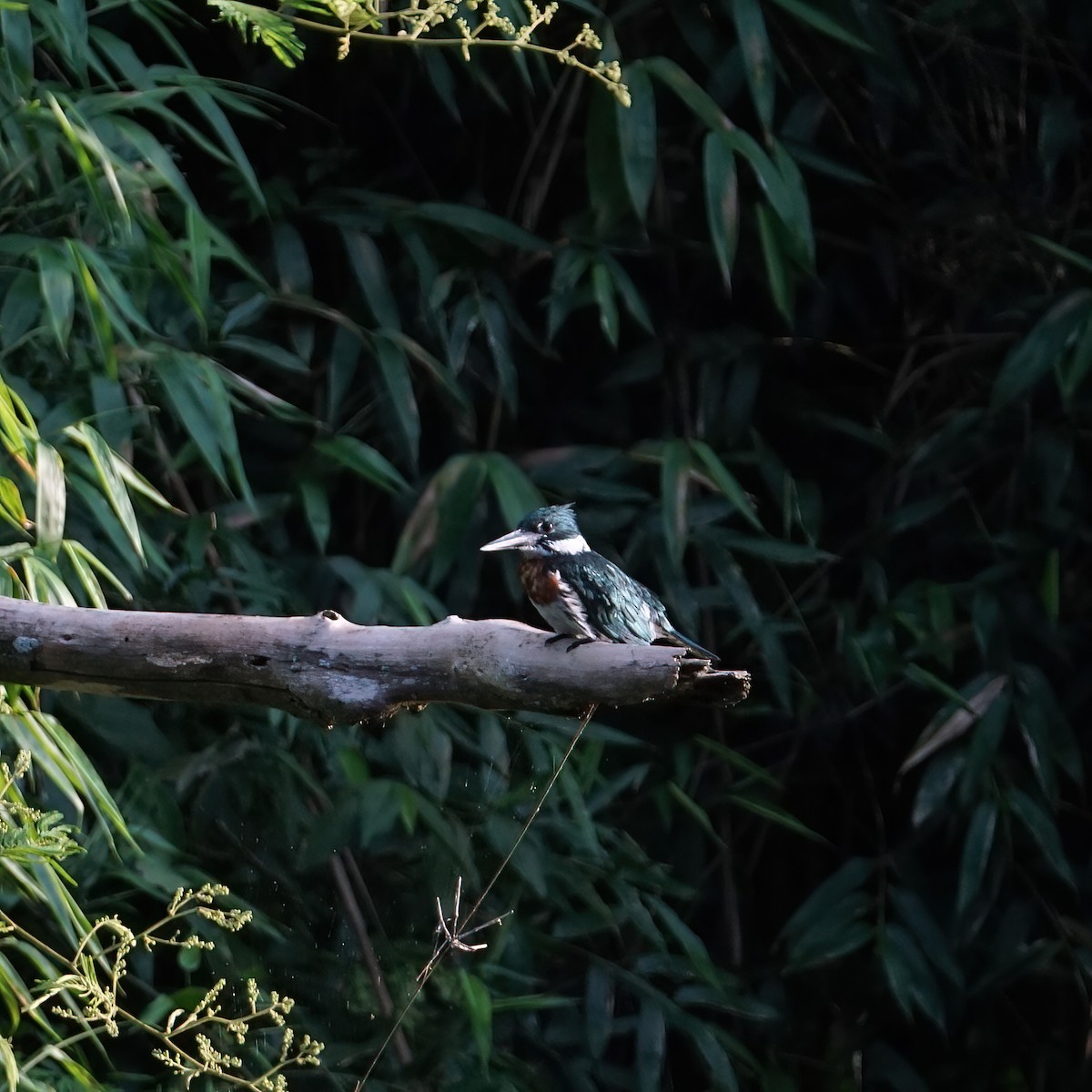 Amazon Kingfisher - ML309872621