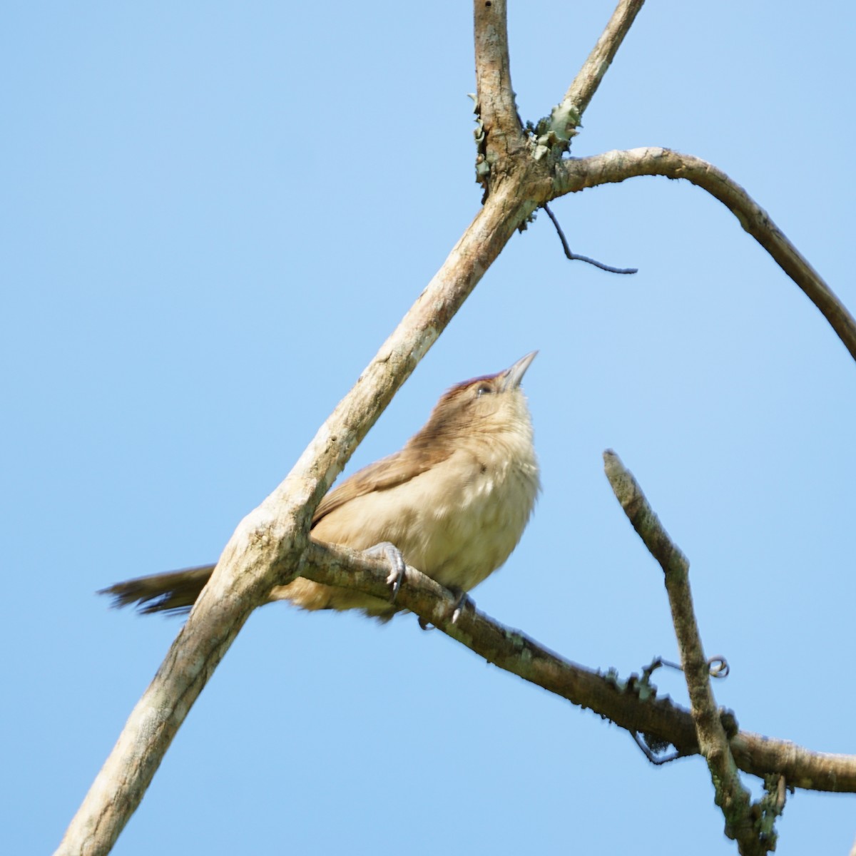 Rufous-fronted Thornbird - ML309872671