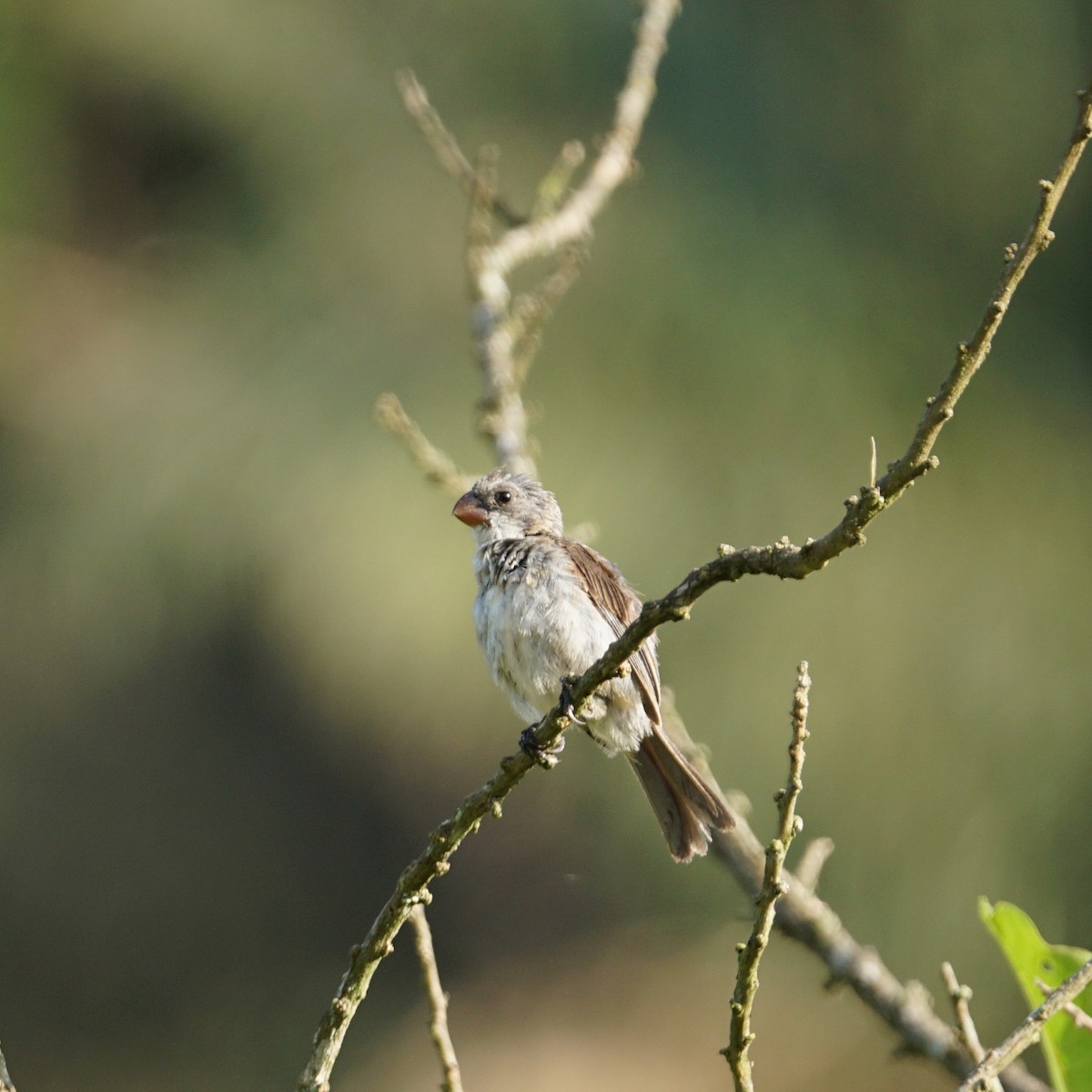 White-bellied Seedeater - ML309872701