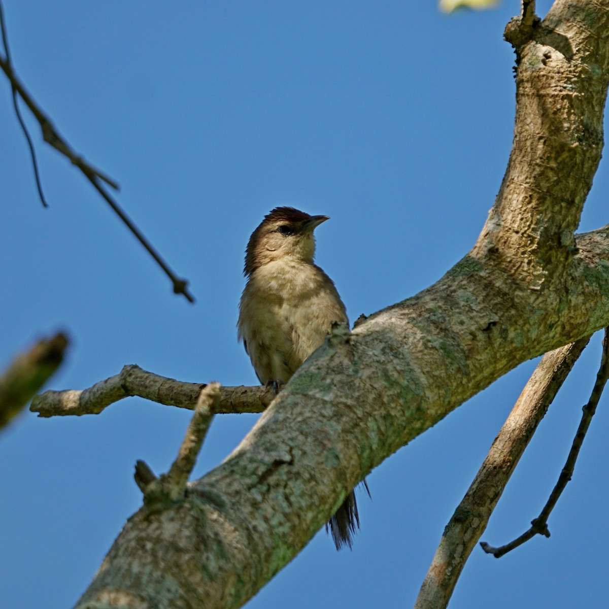 Rufous-fronted Thornbird - ML309872801