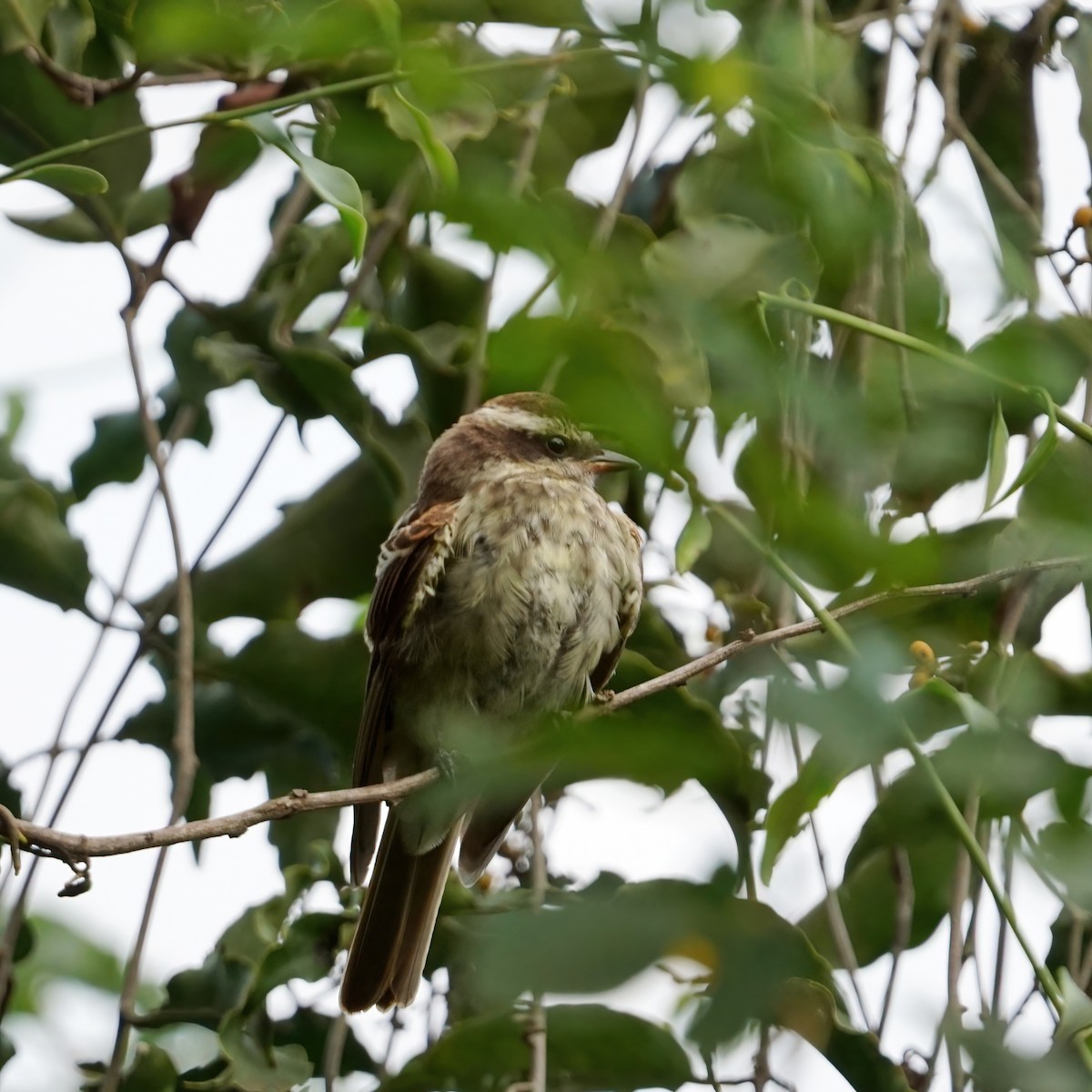 Variegated Flycatcher - ML309873091