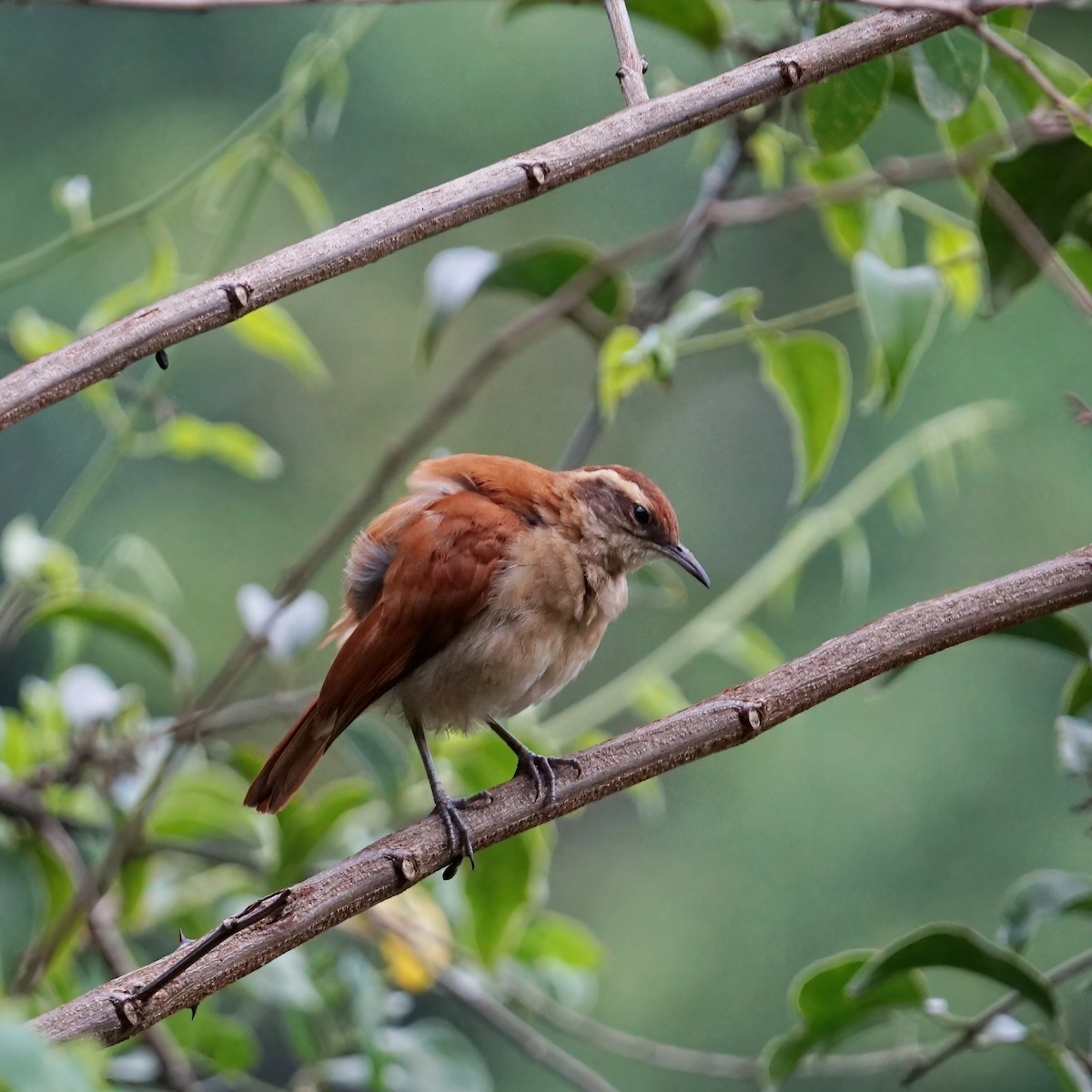 Wing-banded Hornero - ML309873181
