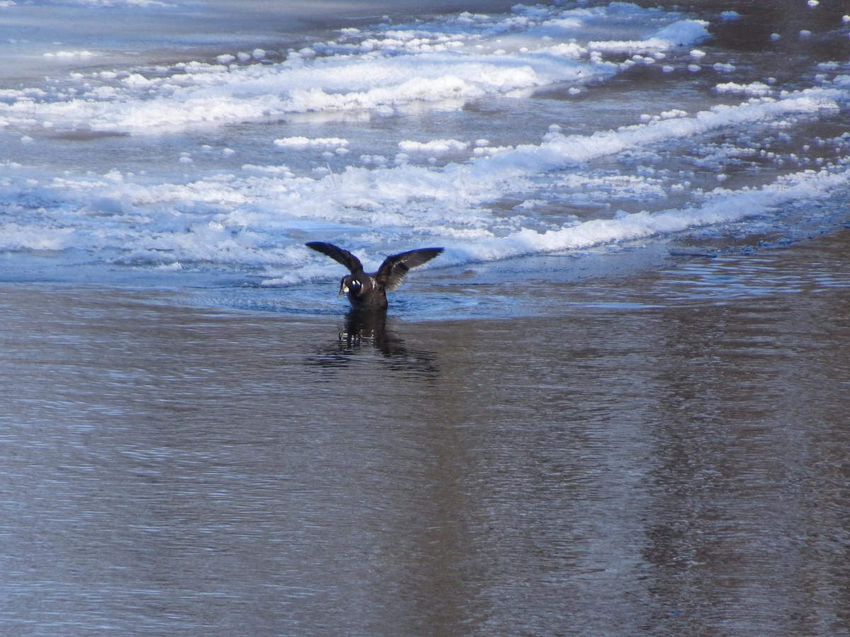 Harlequin Duck - Wade Mapes