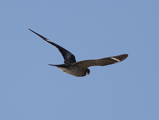 Common Nighthawk - ML30987451