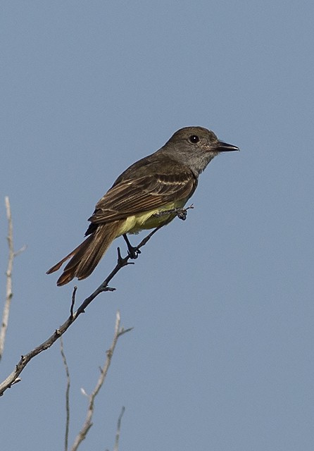 Great Crested Flycatcher - ML30987461
