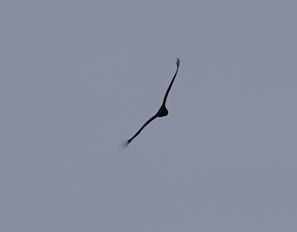 Turkey Vulture - ML309874761