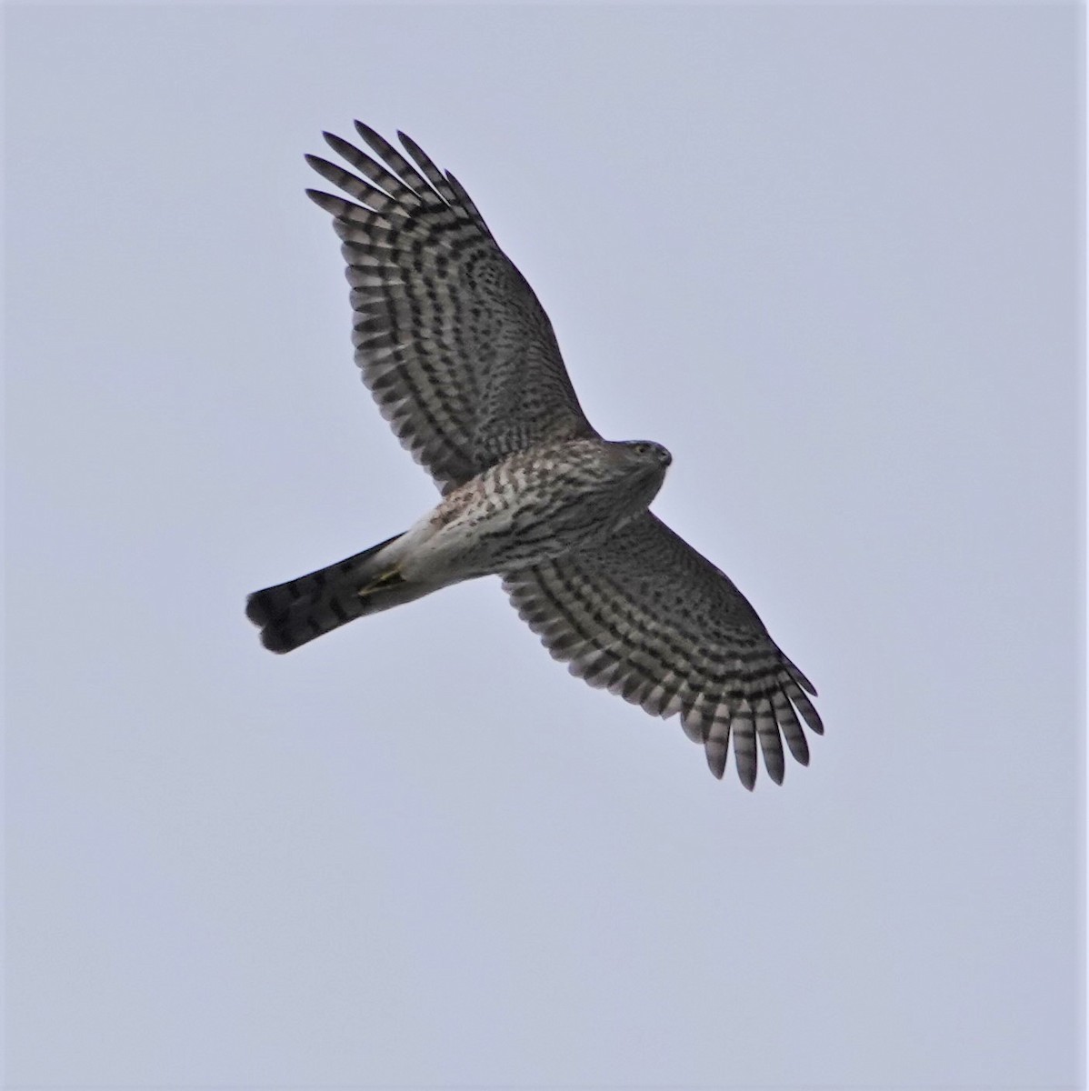 Sharp-shinned Hawk - ML309874901