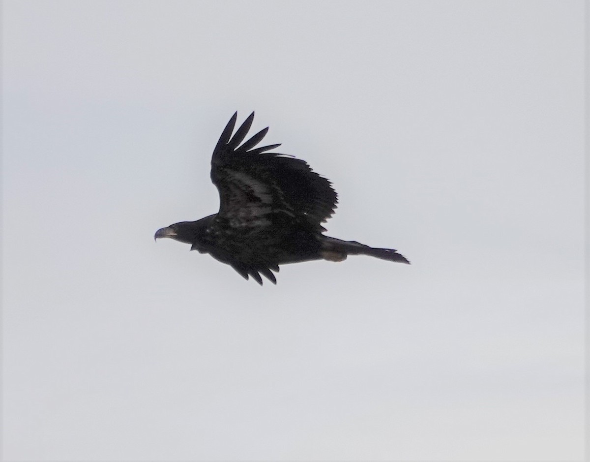 Bald Eagle - ML309875031