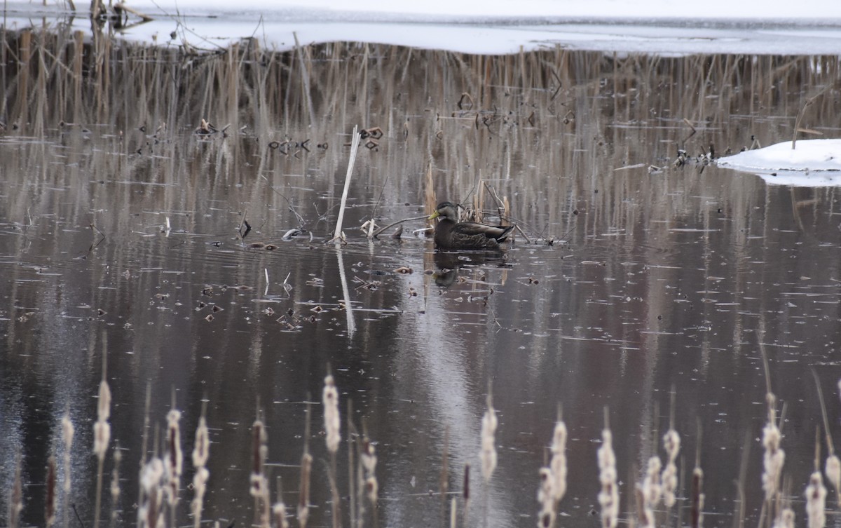 Mallard/American Black Duck - Trish Berube