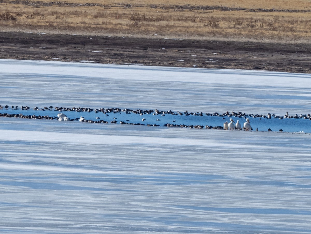 Tundra Swan - ML309876051