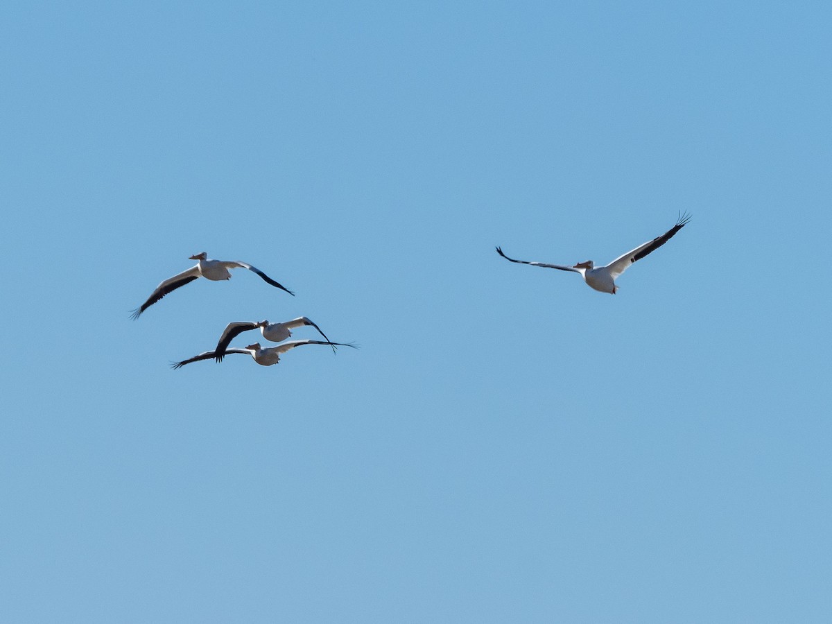 American White Pelican - Lee Wallace