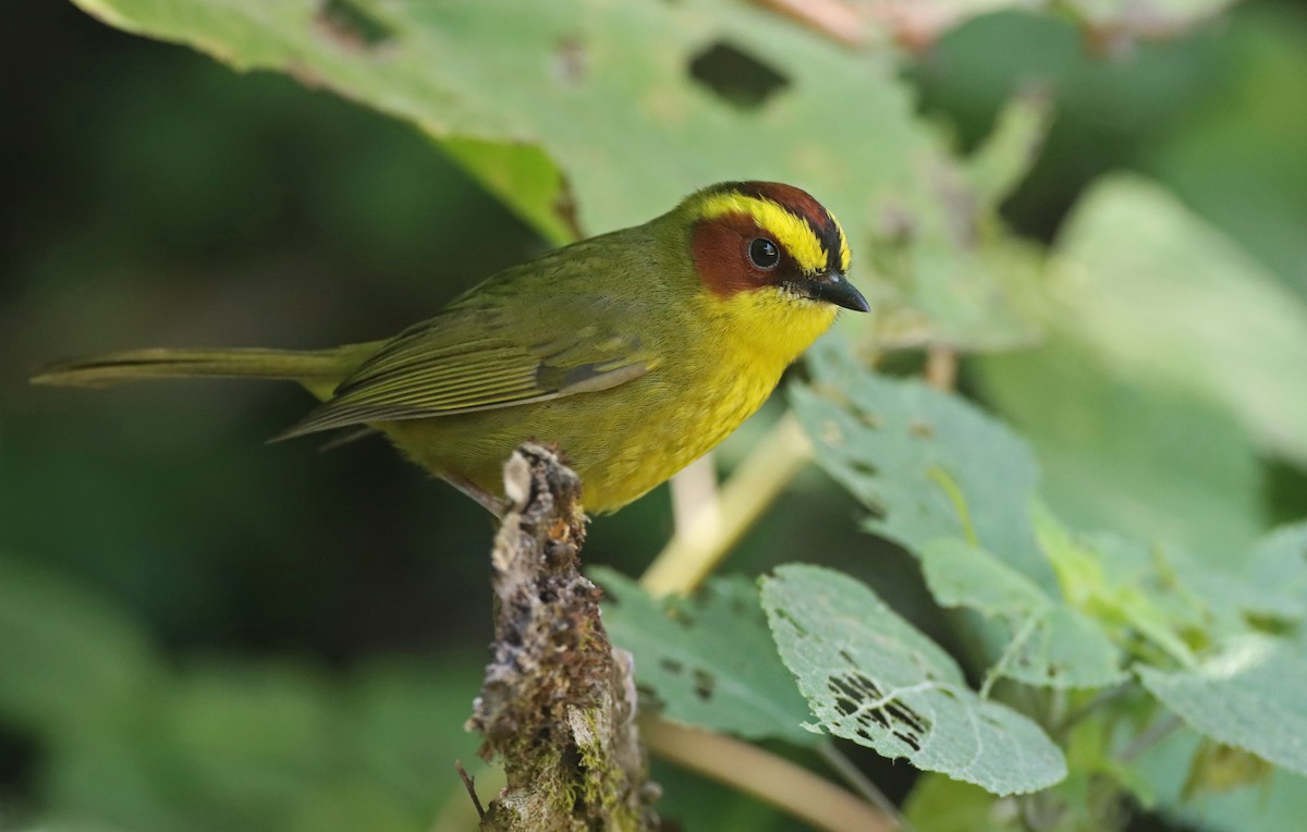 Golden-browed Warbler - ML309878591