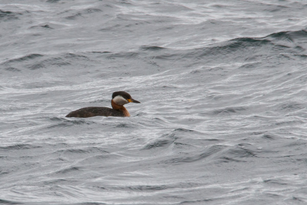 Red-necked Grebe - ML30987971