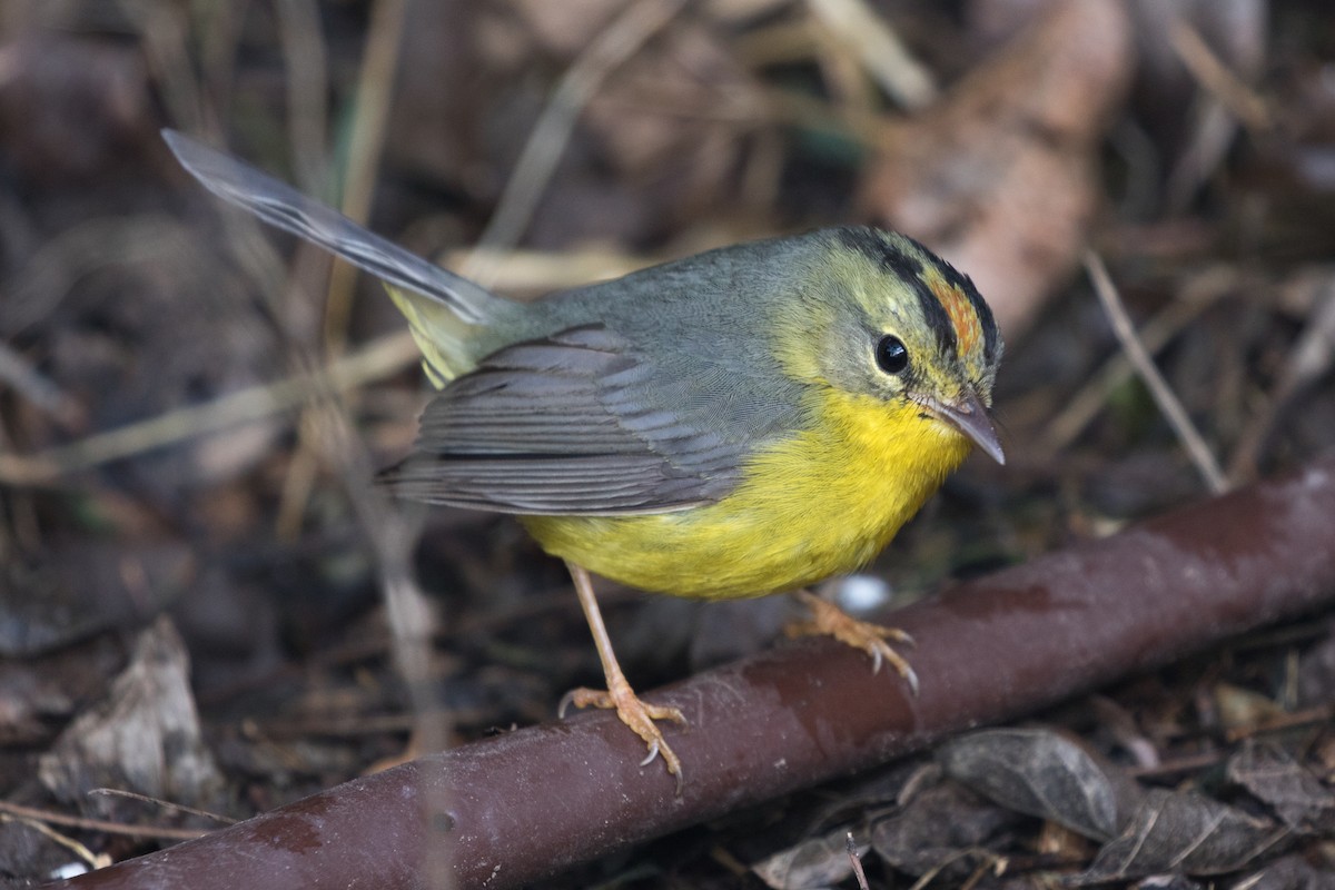 Golden-crowned Warbler - ML309880891