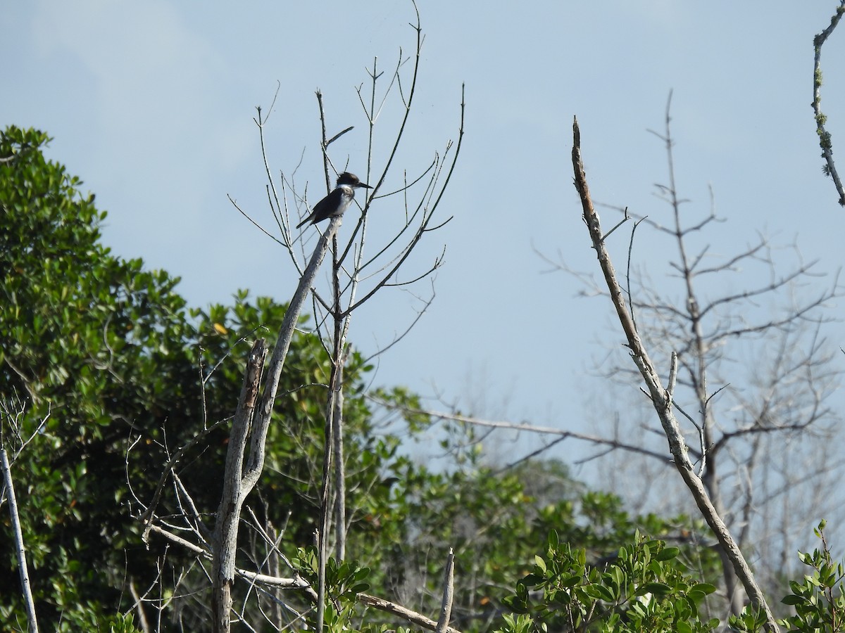 Belted Kingfisher - Cari Oleskewicz