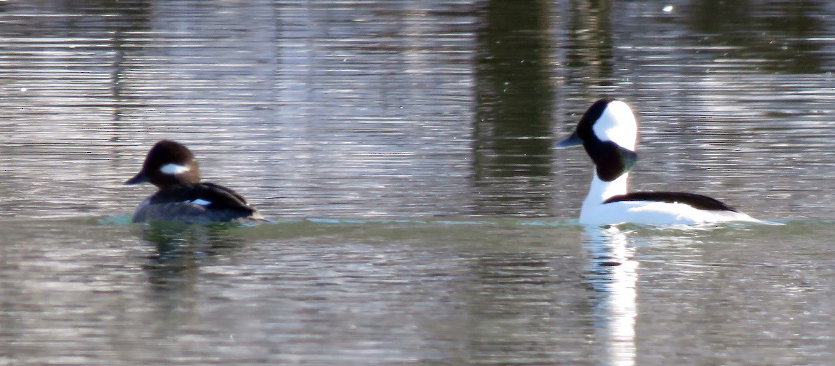 Bufflehead - Catherine Hagen