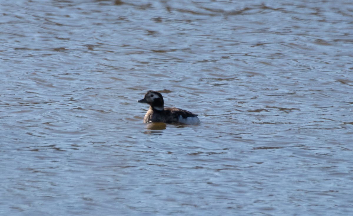 Long-tailed Duck - ML309886721