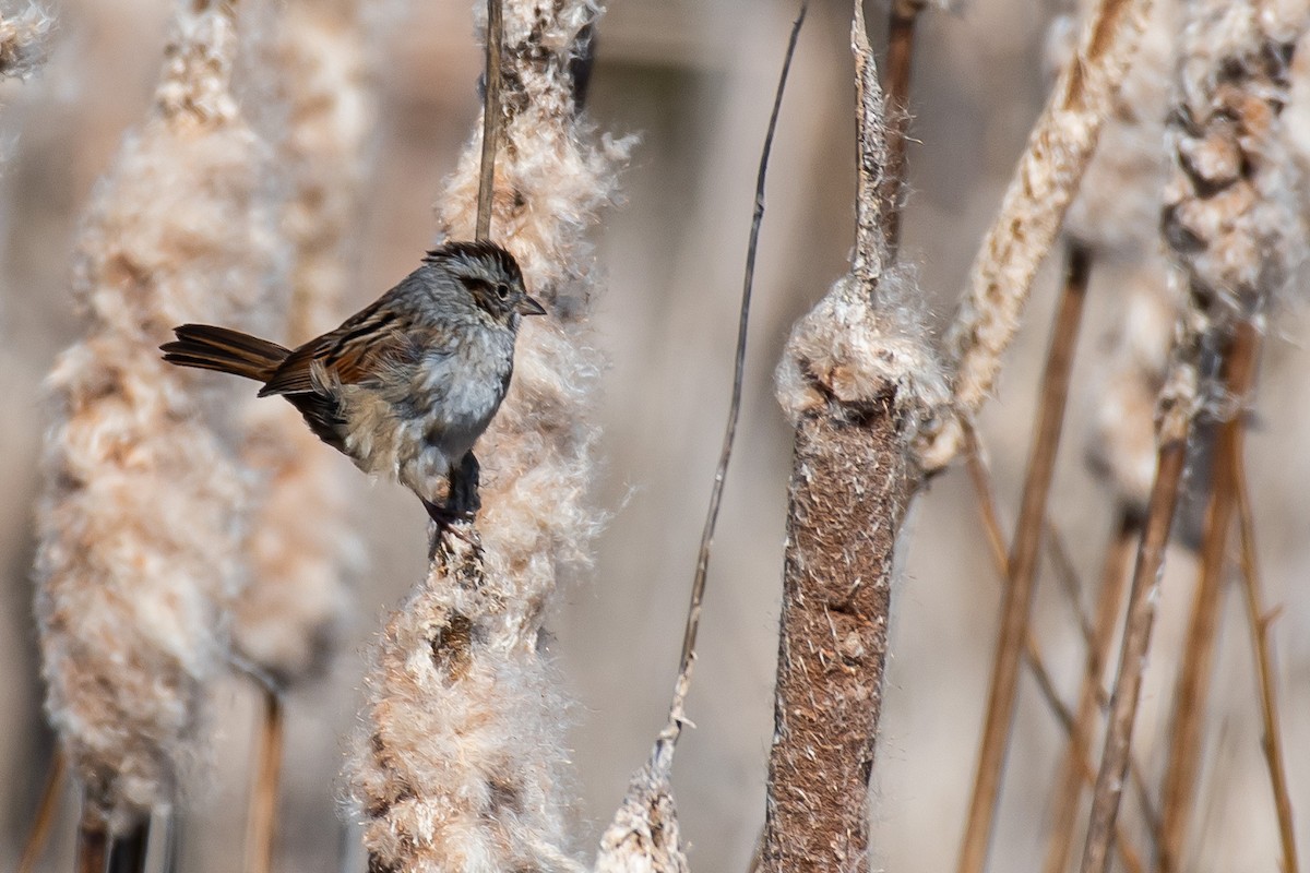 Swamp Sparrow - ML309886791