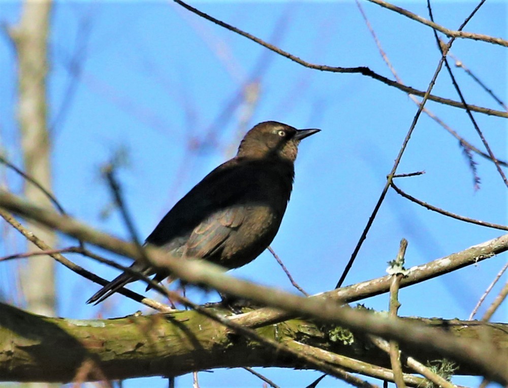 Rusty Blackbird - ML309887401