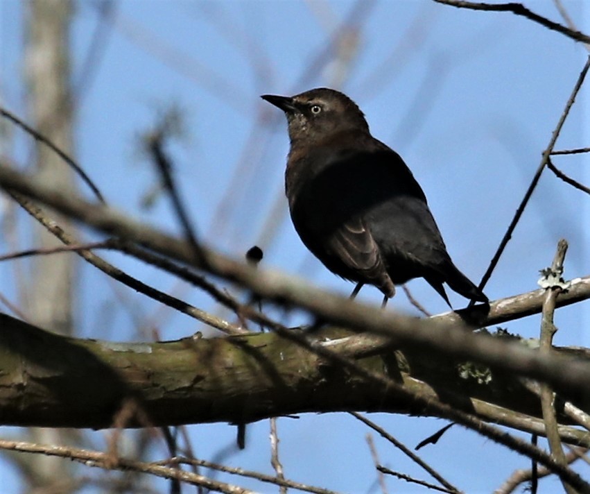 Rusty Blackbird - ML309887441