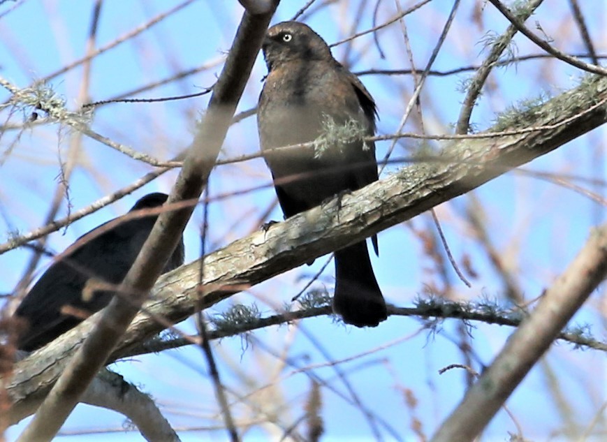 Rusty Blackbird - ML309887481