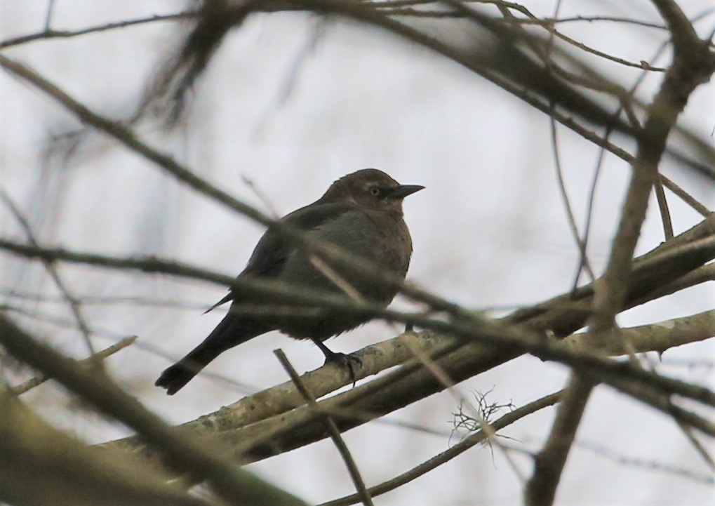 Rusty Blackbird - ML309887501