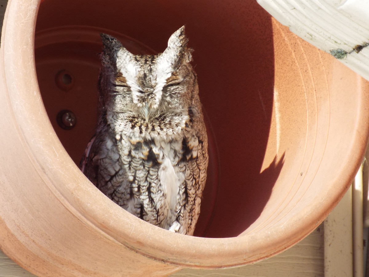 Eastern Screech-Owl - ML309887661