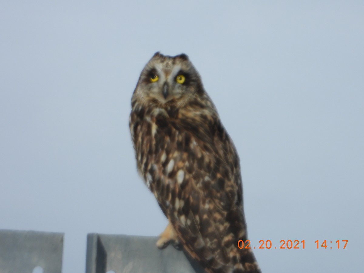 Short-eared Owl - ML309888001