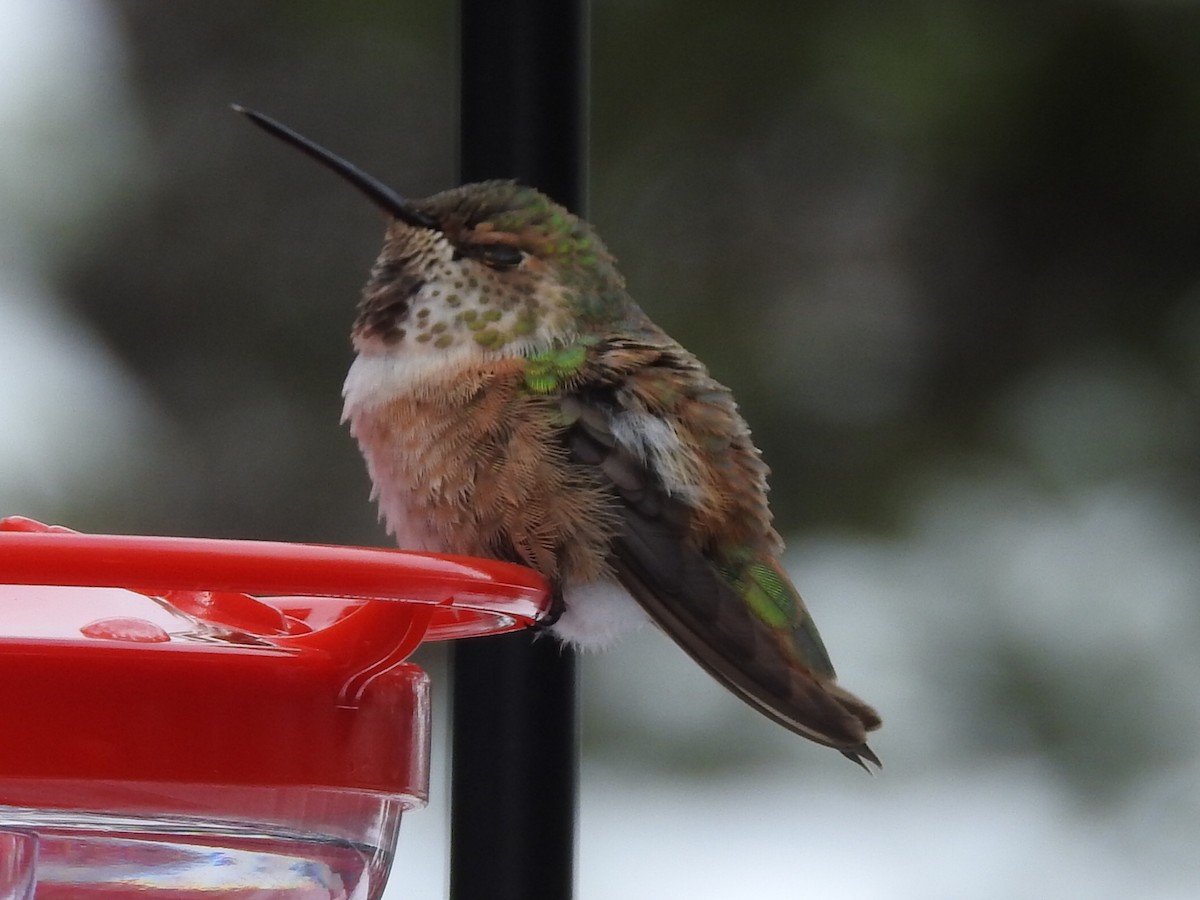 Rufous Hummingbird - M C