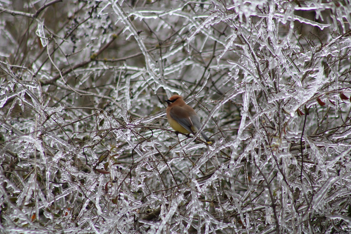 Cedar Waxwing - ML309893691