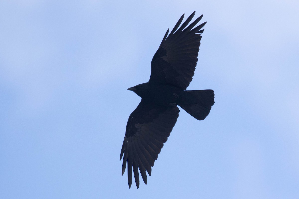 Fish Crow - Alex Lamoreaux