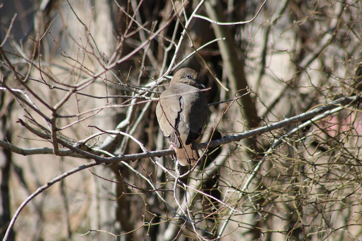 White-winged Dove - Griffin Nicholson