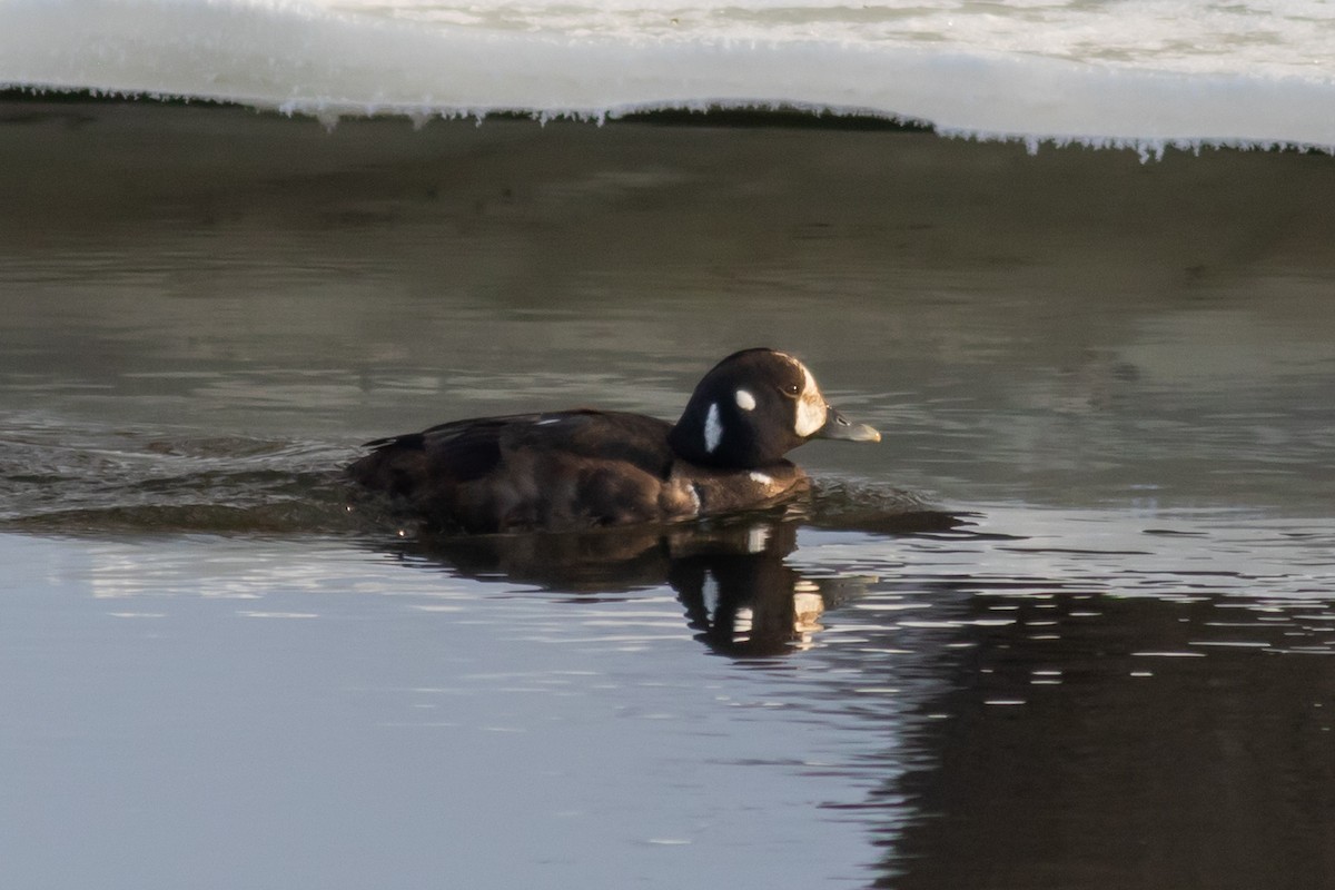 Harlequin Duck - ML309894761