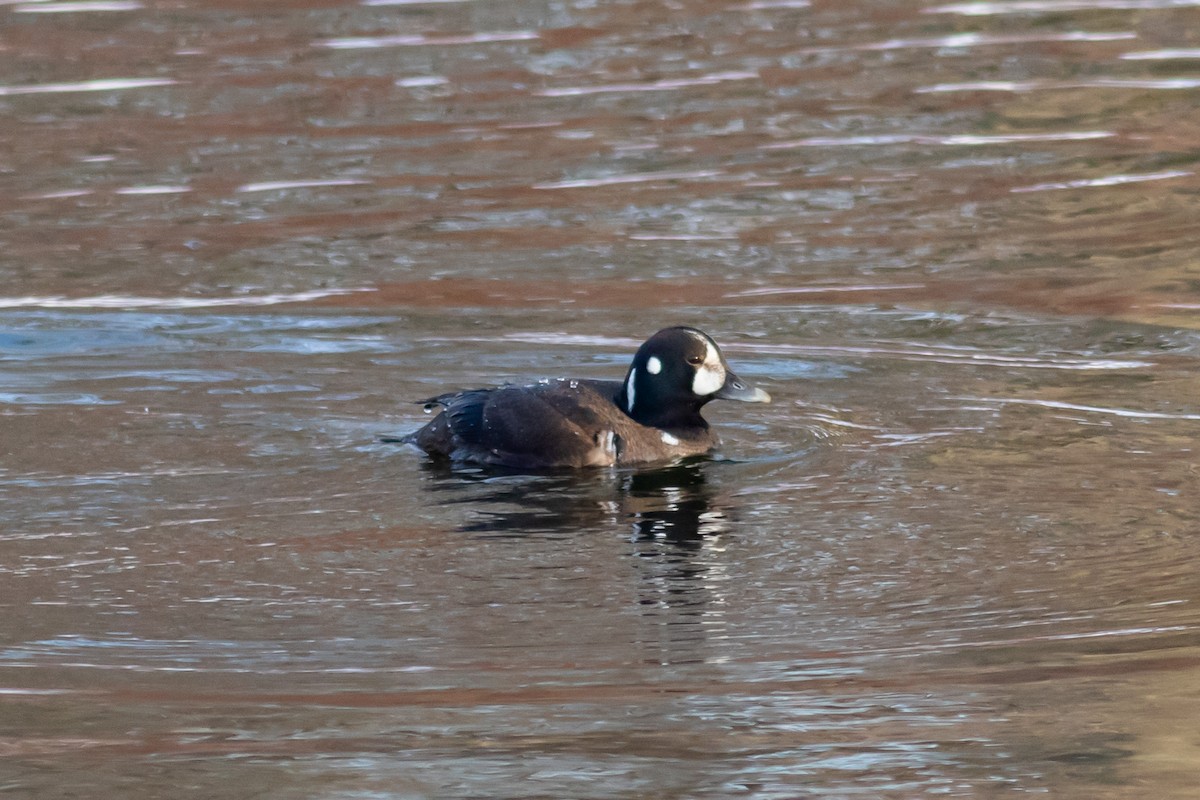 Harlequin Duck - ML309894801