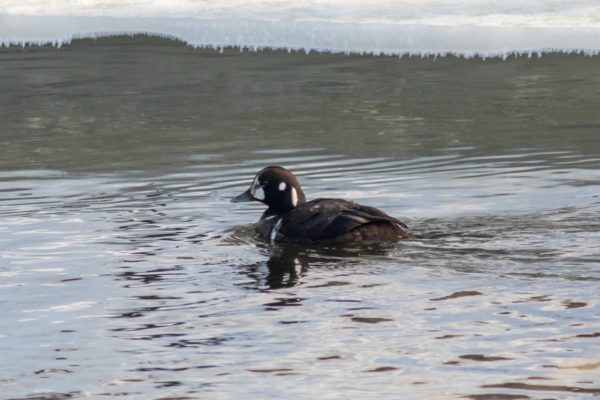 Harlequin Duck - ML309894831