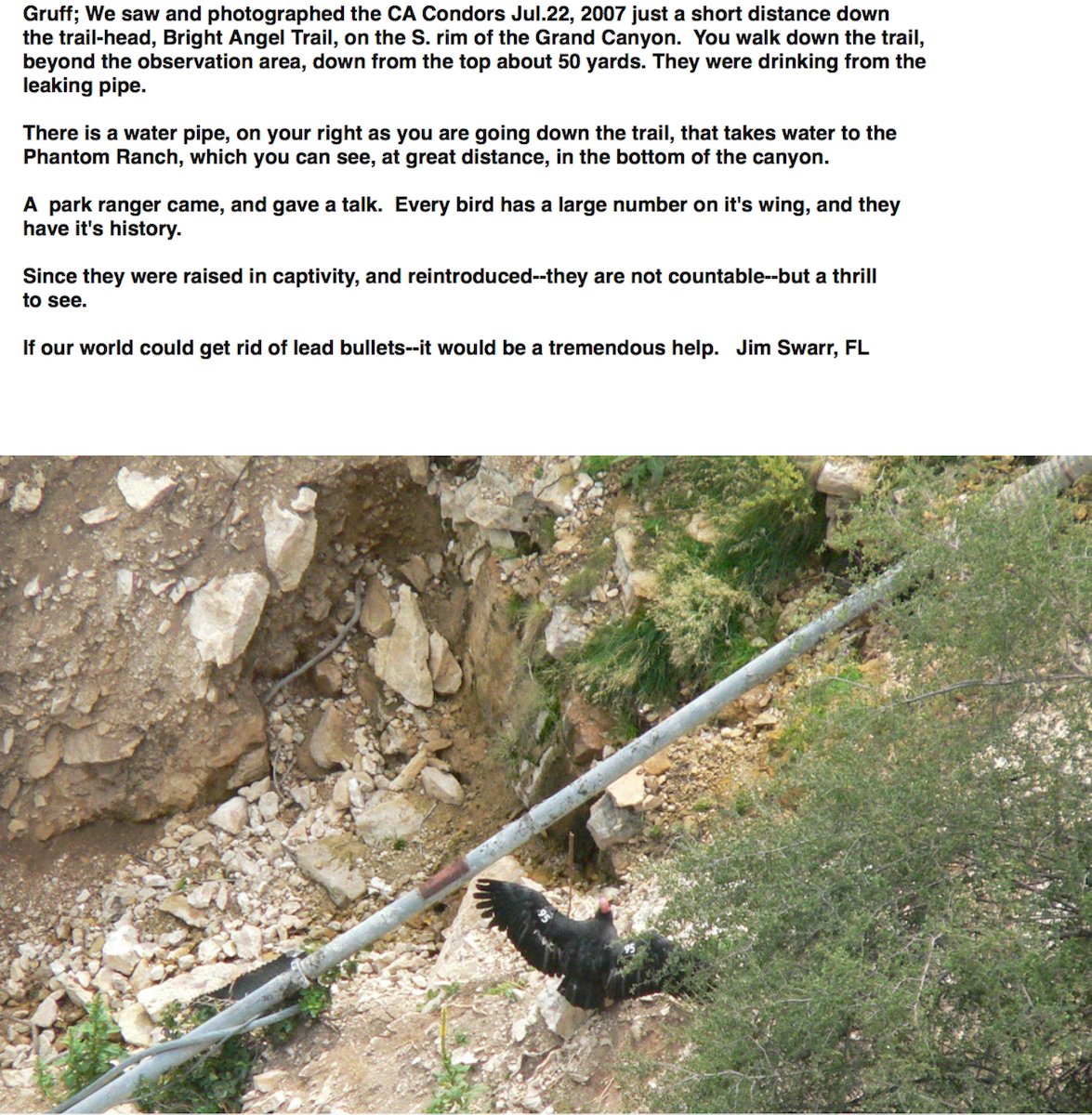 California Condor - ML309894881