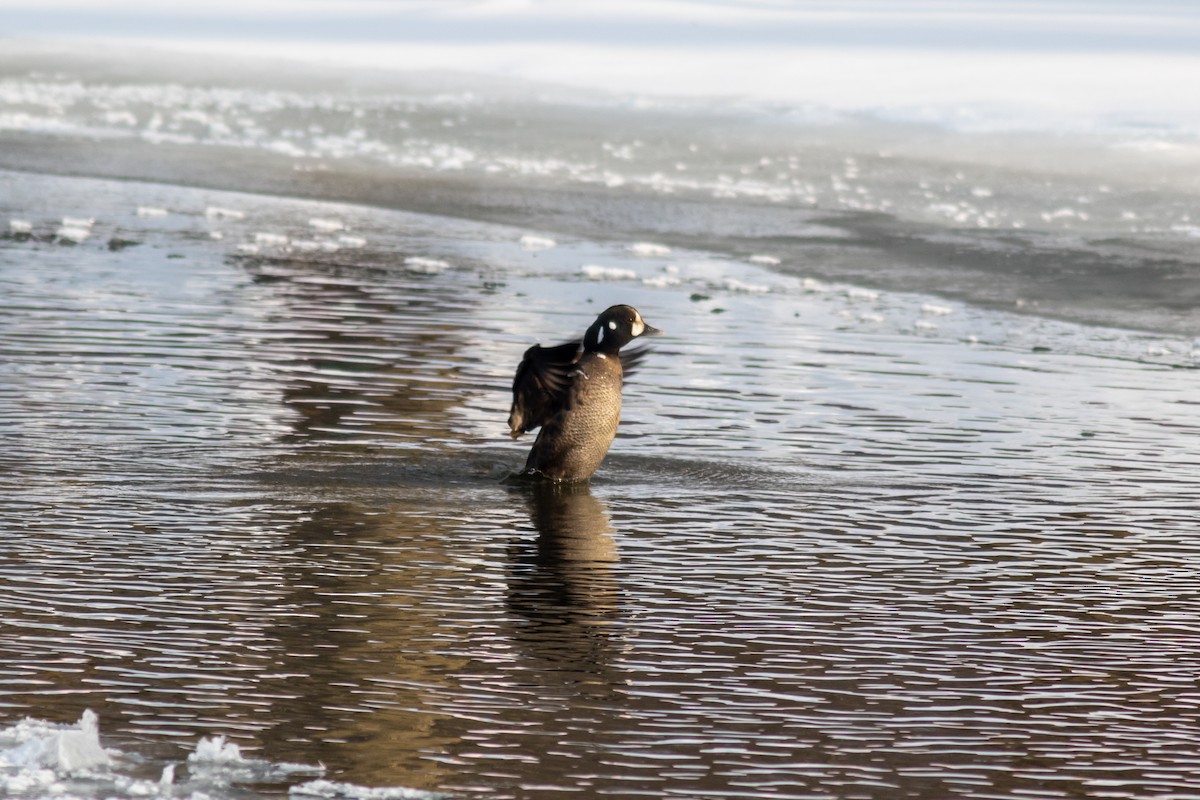 Harlequin Duck - ML309894941