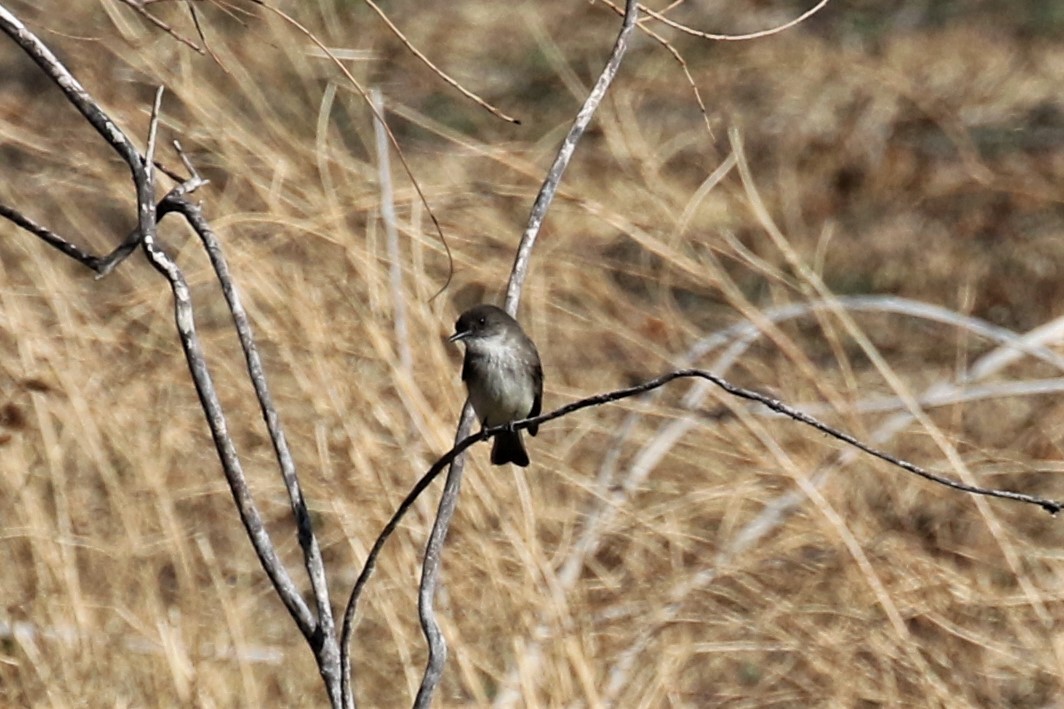 Eastern Phoebe - ML309895121