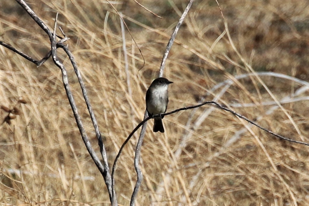 Eastern Phoebe - ML309895141