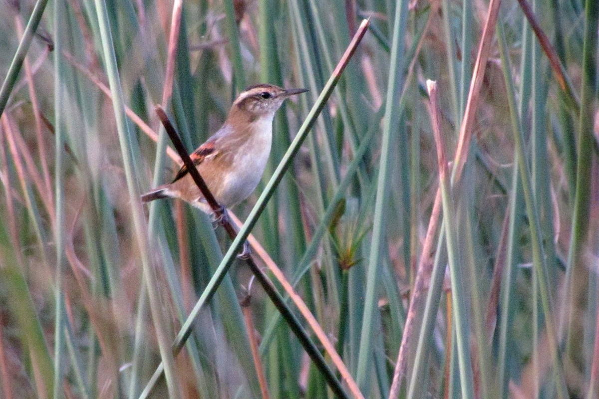 Wren-like Rushbird - ML30989611