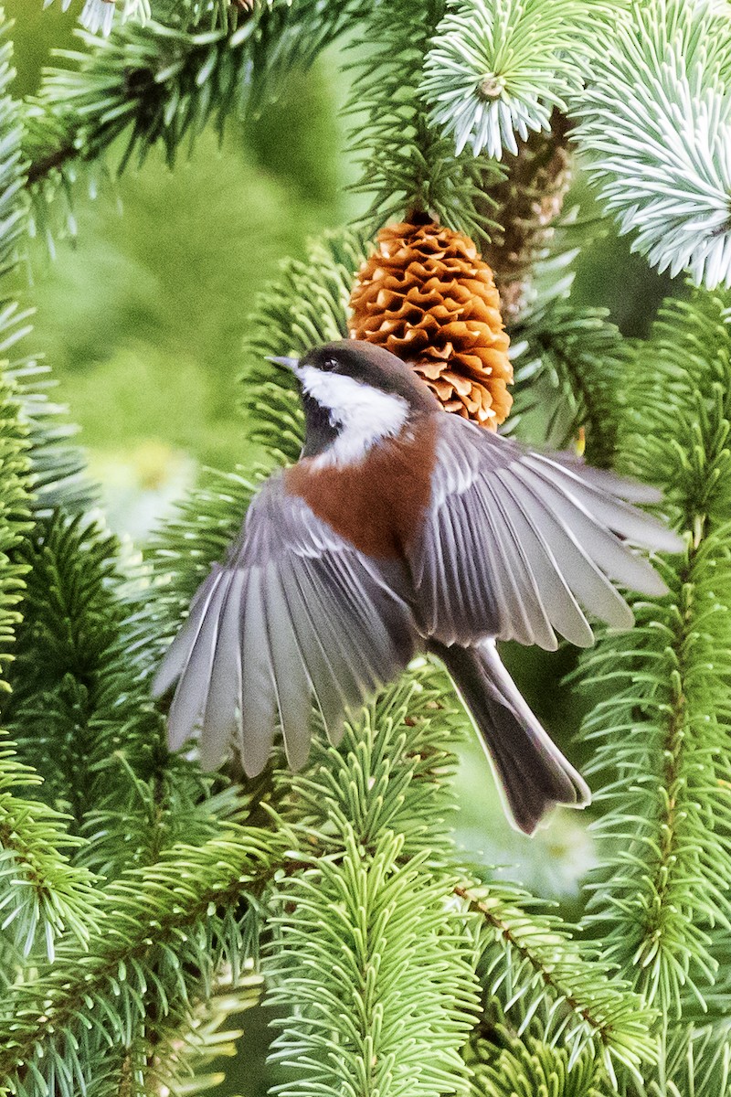 Chestnut-backed Chickadee - Lesley Tullis