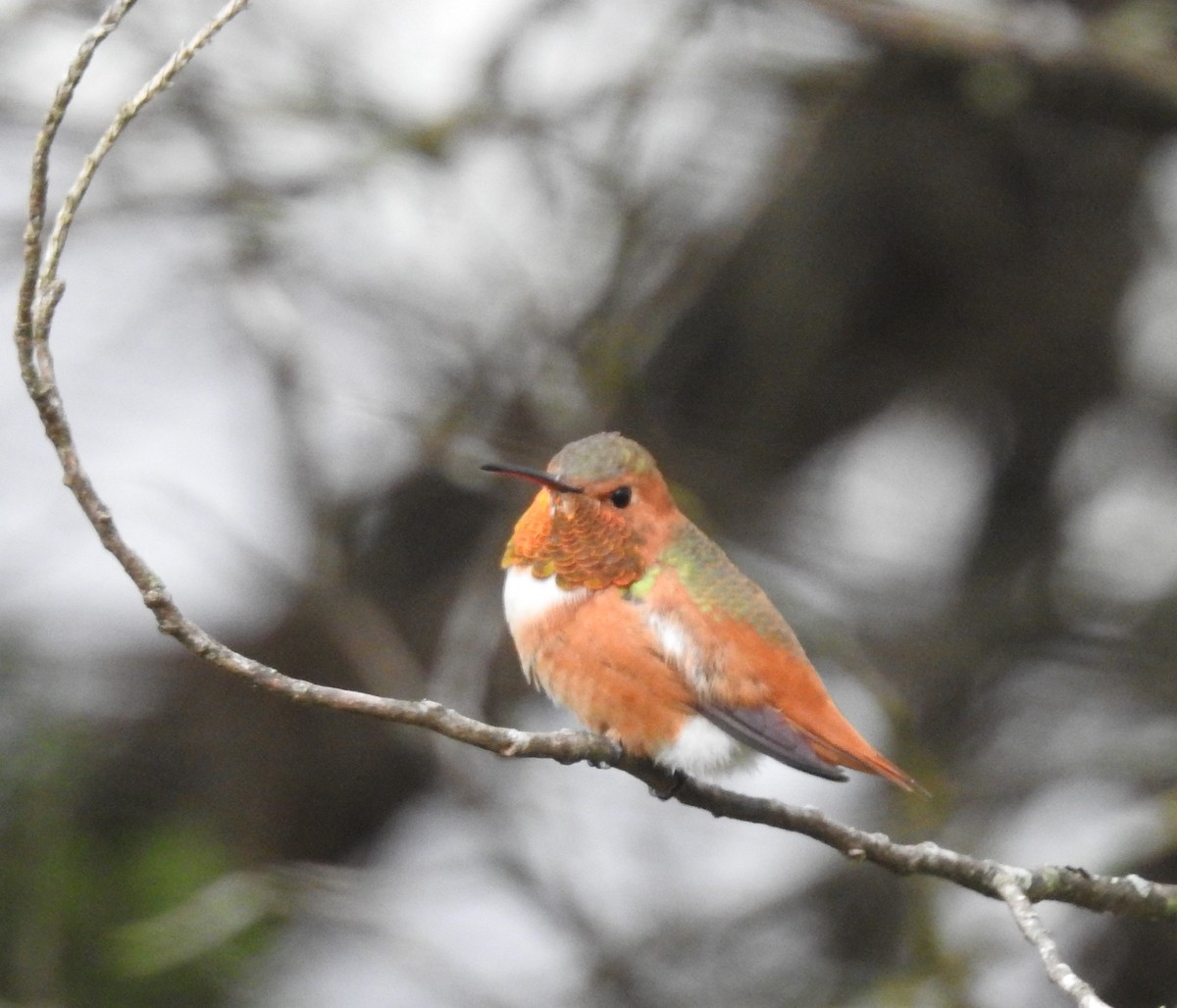 Allen's Hummingbird - ML309897141