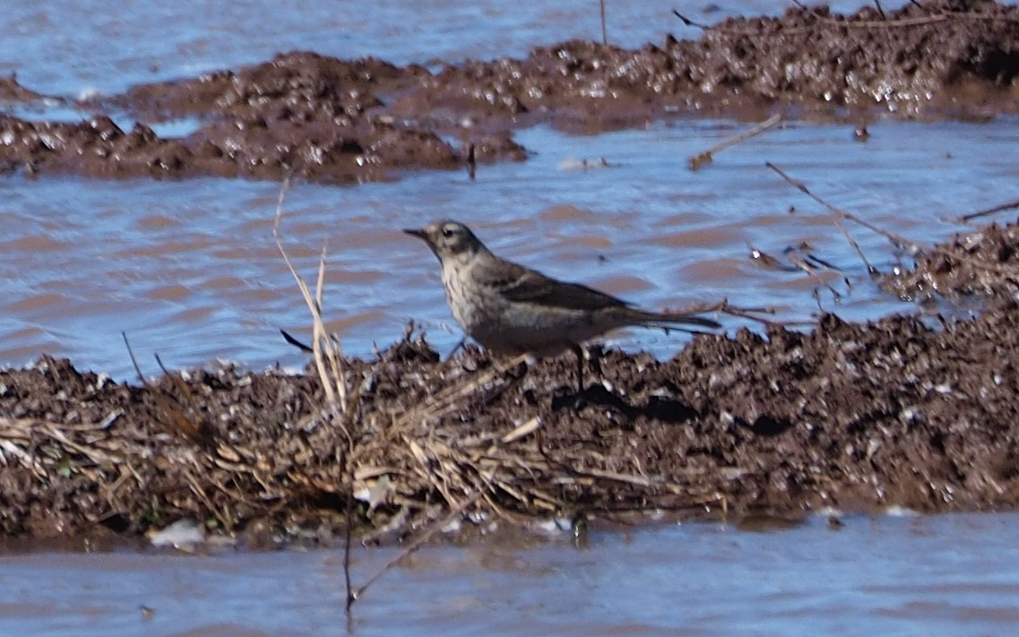 American Pipit - ML309902111