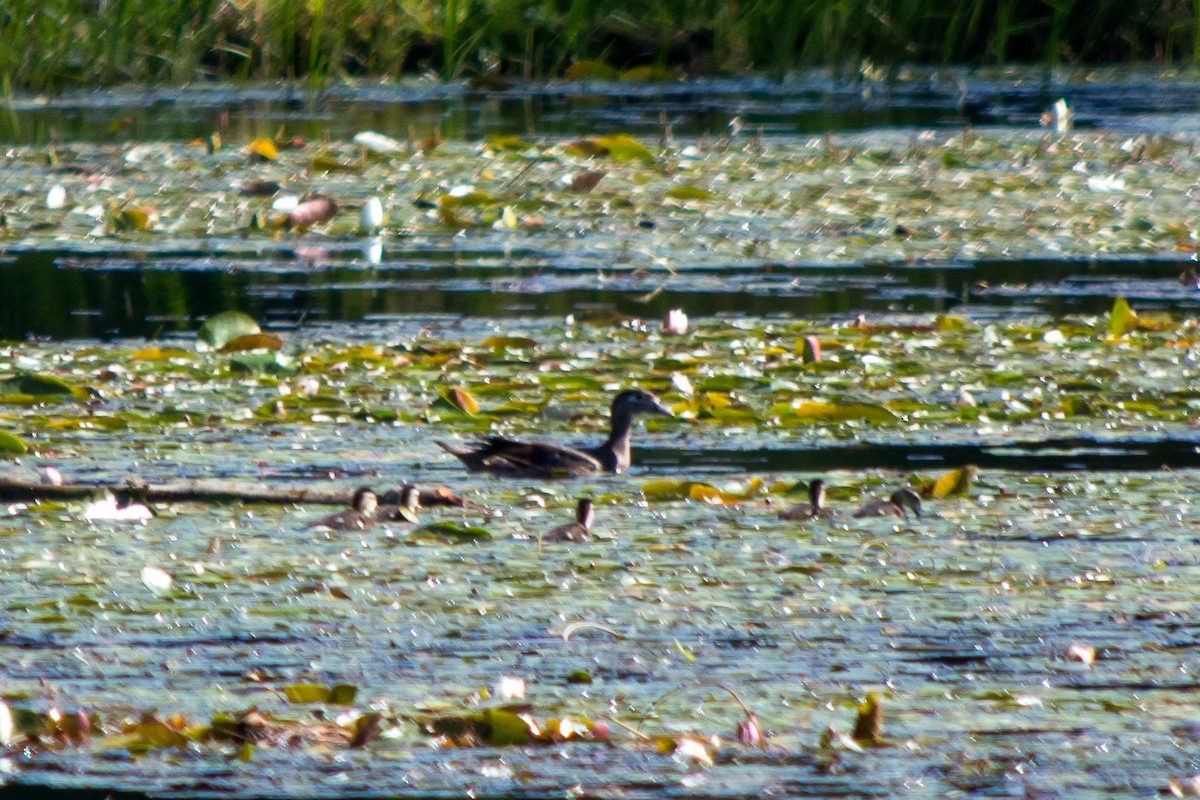 Wood Duck - ML30990281