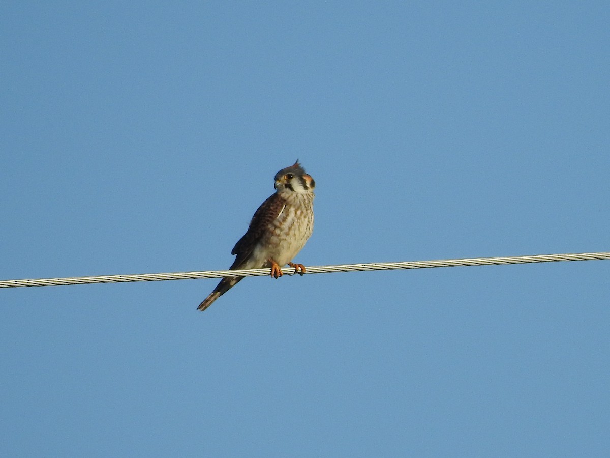 American Kestrel - ML309906231