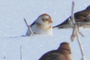 Snow Bunting - ML309907711