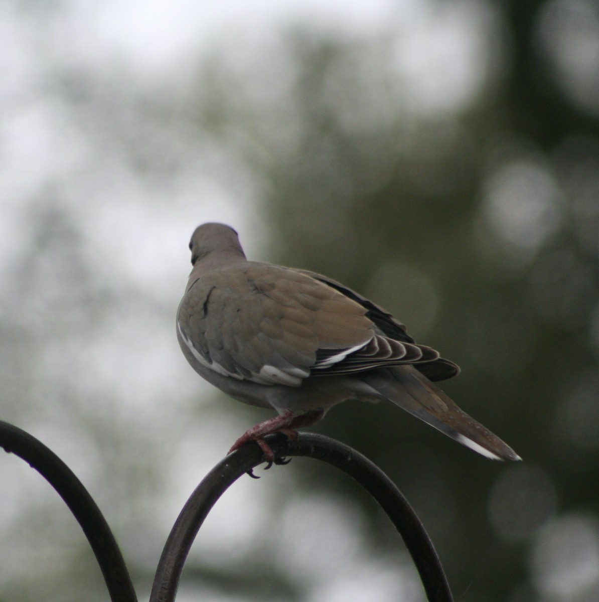 White-winged Dove - Carol Porch